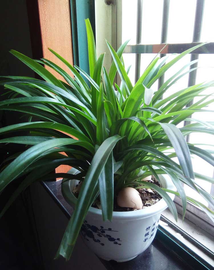 家里綠植防什么好？